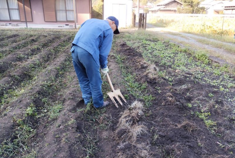 カノコソウ（薬草）を収穫しました