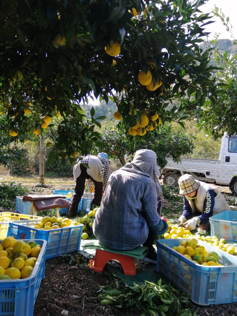 ゆずの収穫が始まりました