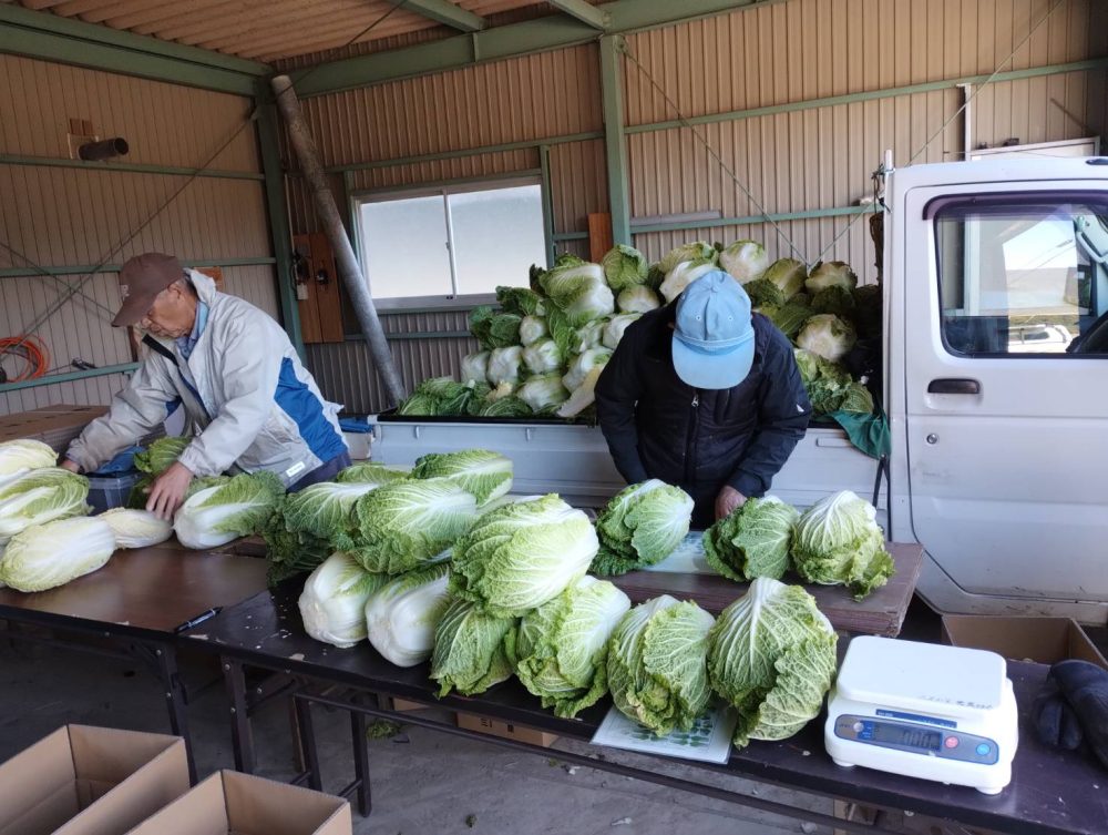 白菜の出荷が始まりました