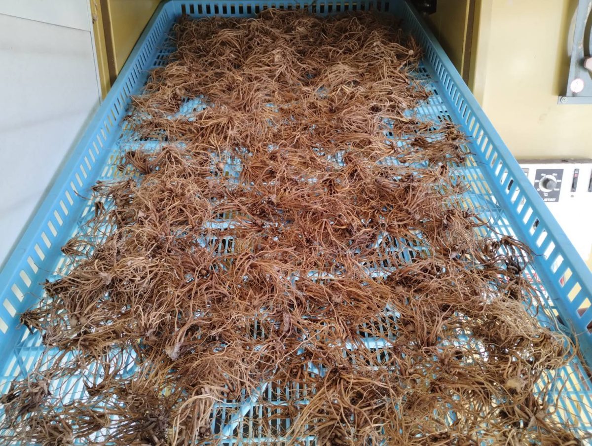 カノコソウ（薬草）出荷作業