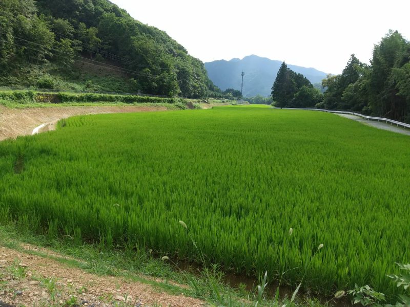 名古地区の田んぼの様子