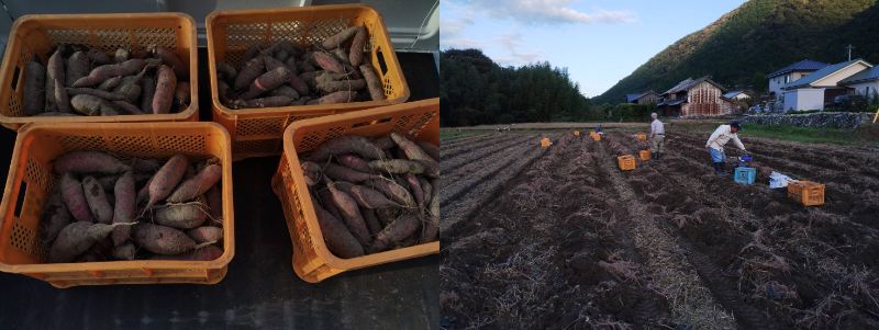 さつまいも掘りが始まりました