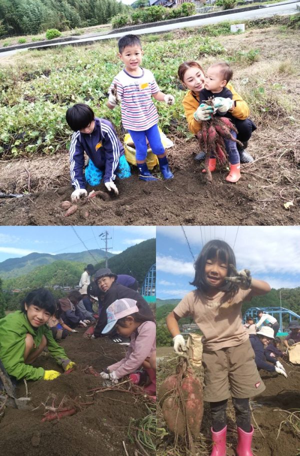 さつまいも掘りイベントを実施しました