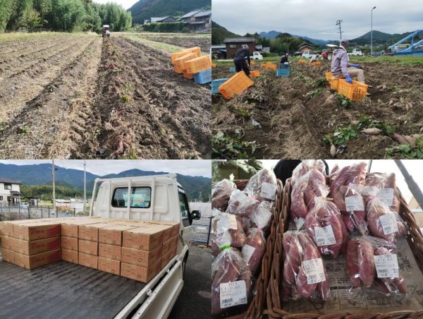 さつまいも出荷
