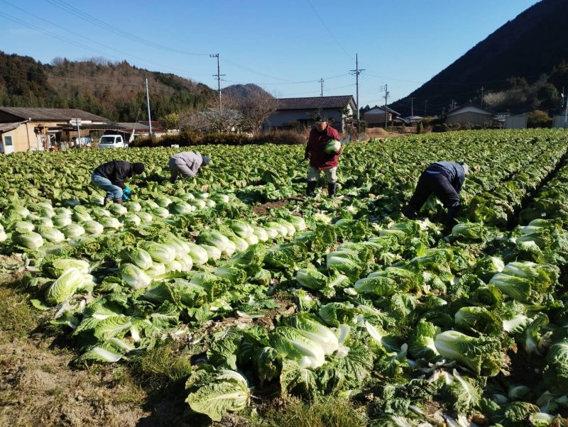 白菜の収穫が始まりました