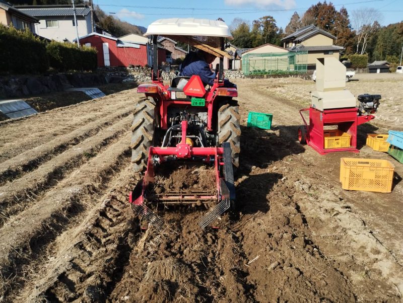 カノコソウ（薬草）の収穫