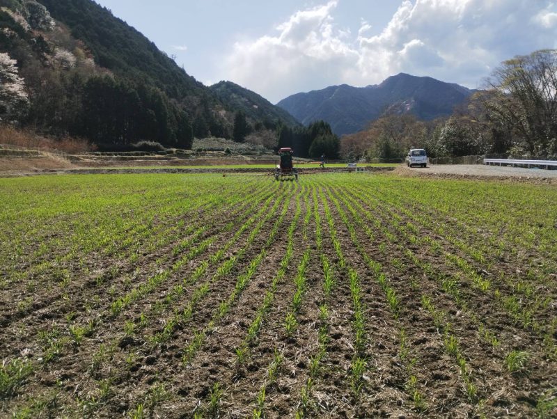 小麦の追肥をしました