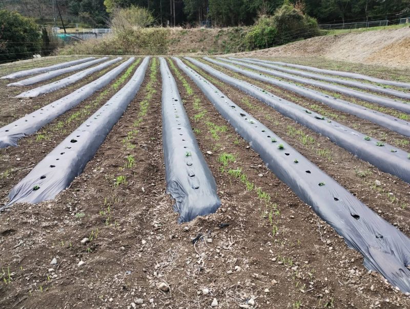 大麦「てまいらず」が発芽しました