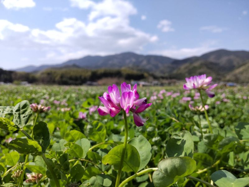 れんげが咲き始めました