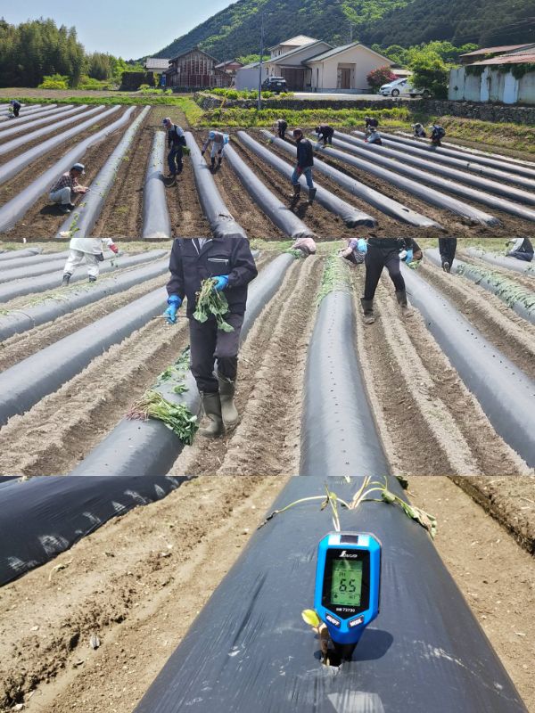 サツマイモ苗の植え付け作業