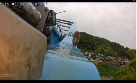 サツマイモ　サルの食害対策