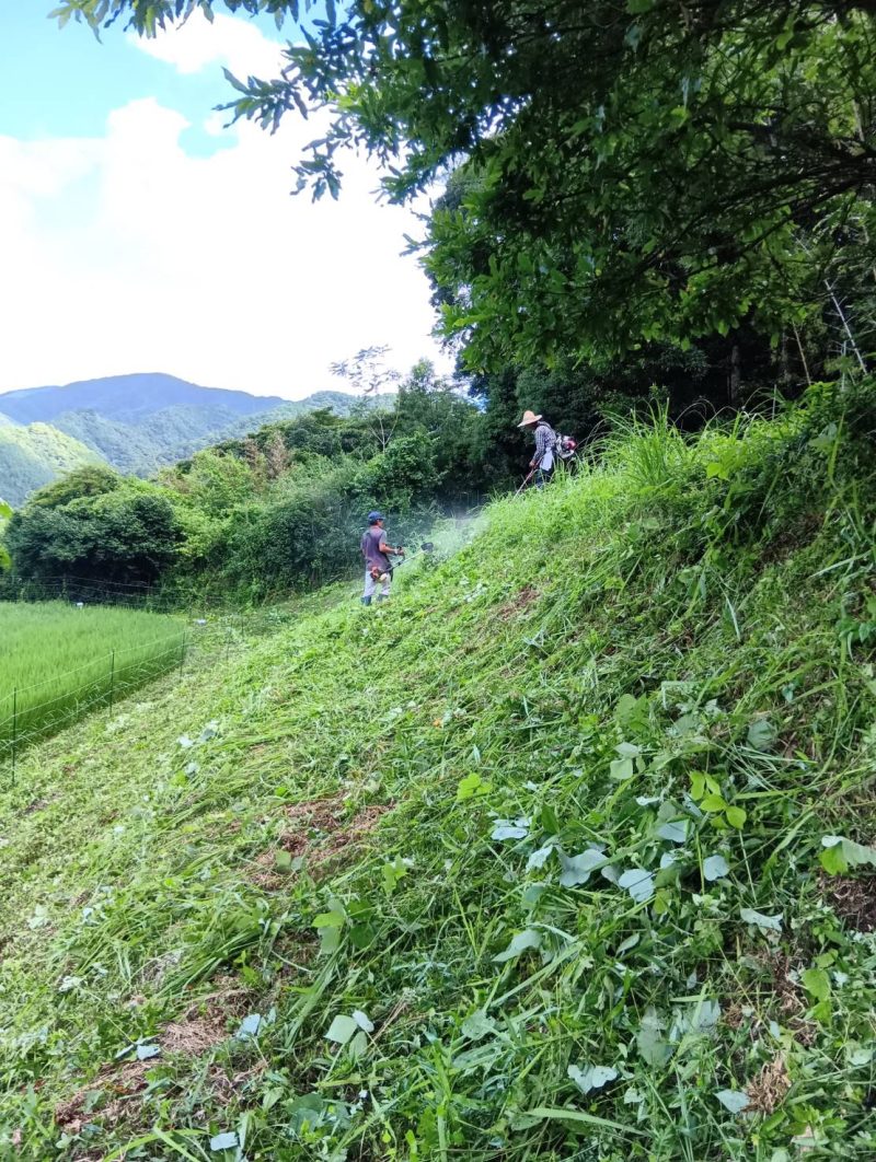 草刈作業をしました