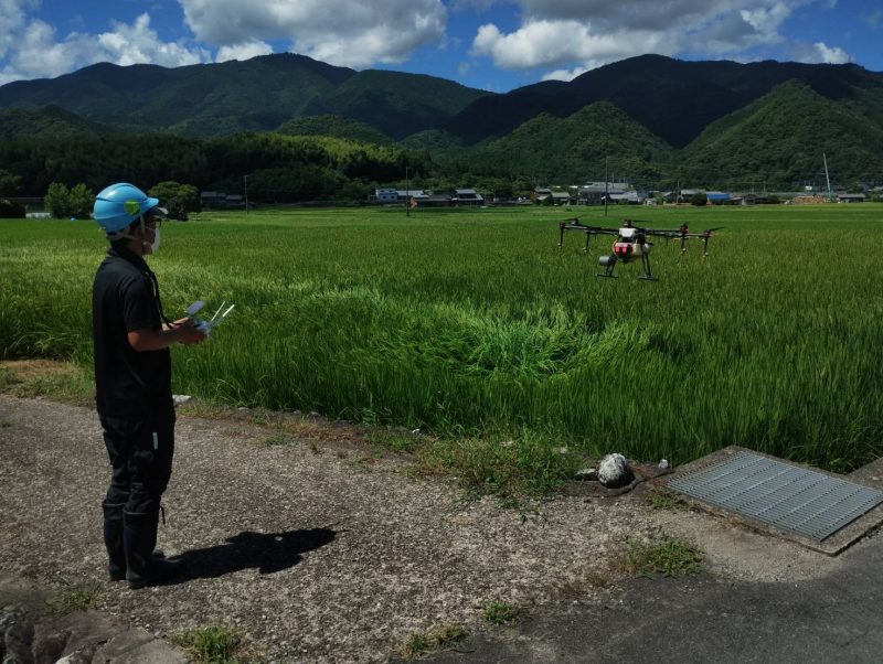 稲の病害虫防除作業