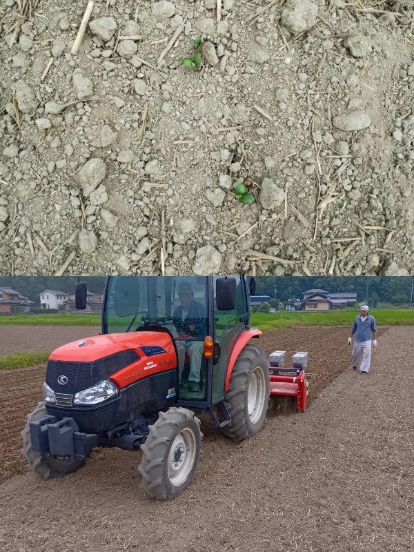 大豆　発芽しました