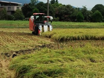 ＜お米の収穫が始まりました＞