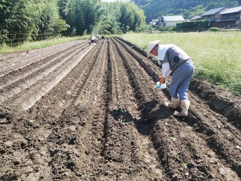 ＜白菜の定植作業＞
