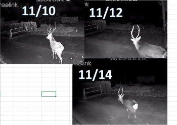 ＜獣害監視カメラの様子＞