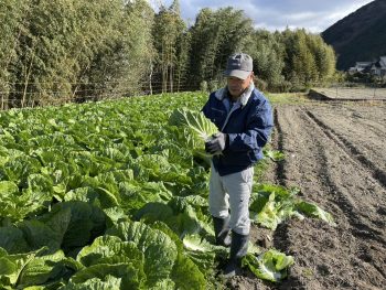 ＜白菜の販売のご案内＞