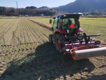 ＜麦踏みをしました＞