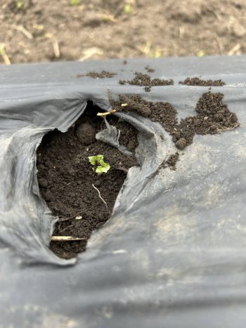 ＜カノコソウの芽がでました＞